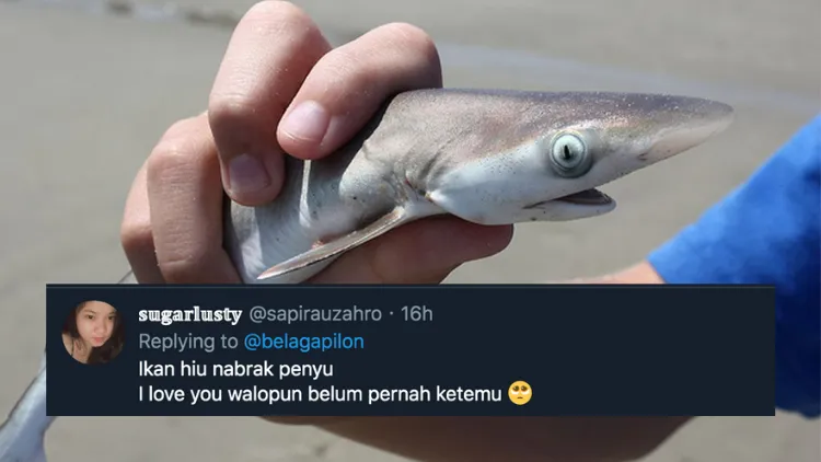 11 Deretan Pantun Gombal Ikan Hiu Kocak 13
