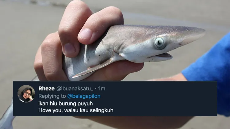 11 Deretan Pantun Gombal Ikan Hiu Kocak 14
