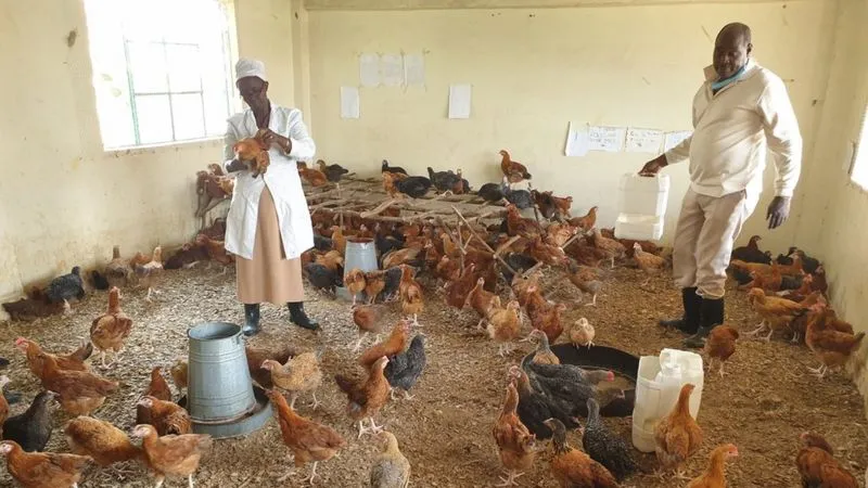 Tak Bisa Bertahan, Sekolah di Kenya Beralih Fungsi Jadi Peternakan Ayam dan Ladang Sayur. Nasib Guru Semakin Miris 5