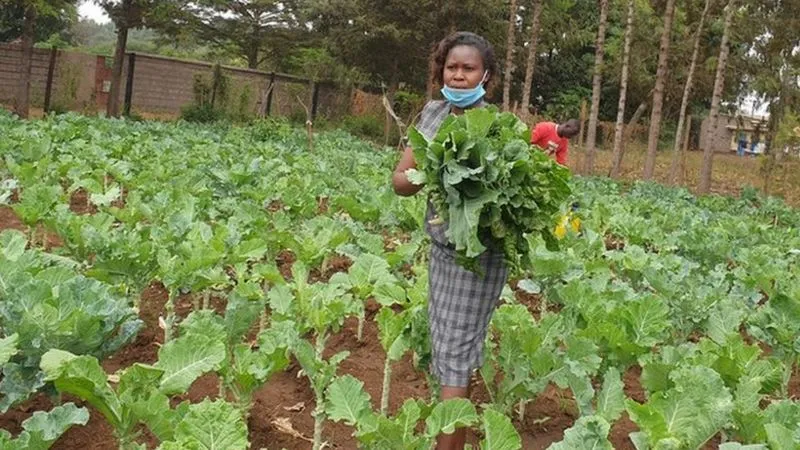 Tak Bisa Bertahan, Sekolah di Kenya Beralih Fungsi Jadi Peternakan Ayam dan Ladang Sayur. Nasib Guru Semakin Miris 6