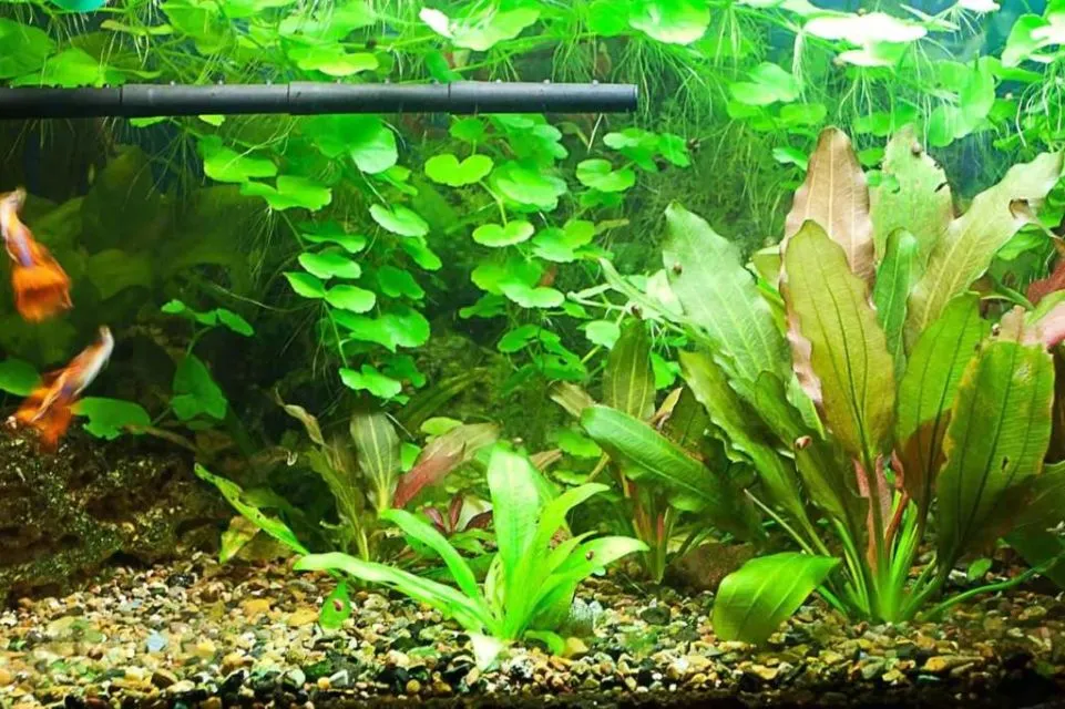 9 Jenis Tanaman Aquascape yang Cocok untuk Ikan Cupang, Bisa Dimakan atau Malah buat Mainan 13