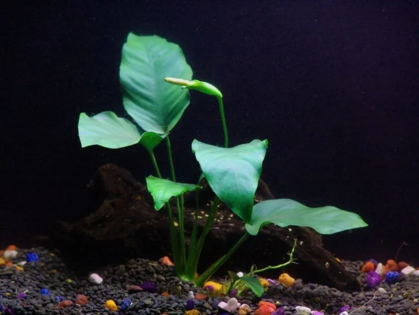 9 Jenis Tanaman Aquascape yang Cocok untuk Ikan Cupang, Bisa Dimakan atau Malah buat Mainan 17