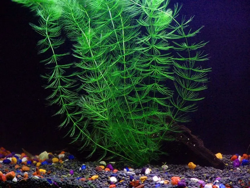 9 Jenis Tanaman Aquascape yang Cocok untuk Ikan Cupang, Bisa Dimakan atau Malah buat Mainan 16