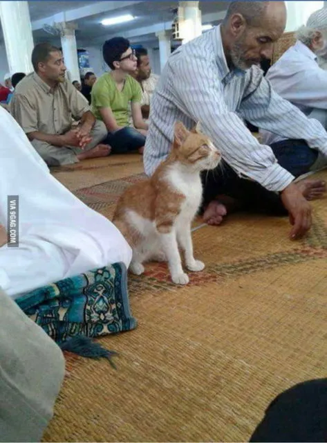 11 Gambar Kucing Taat Beragama. Harusnya Hooman juga Gini dong, Masa Kalah sama Meong? 16
