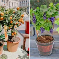 7 Tanaman Buah ini Bisa Tumbuh dalam Pot dan Masa Panennya Berkali-kali