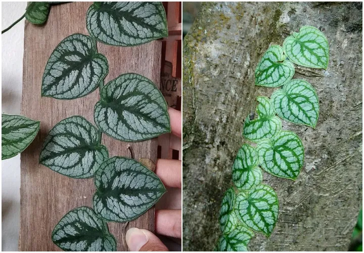 7 Jenis Monstera alias Janda Bolong, Tanaman Hias yang Makin Populer. Estetik Banget! 13