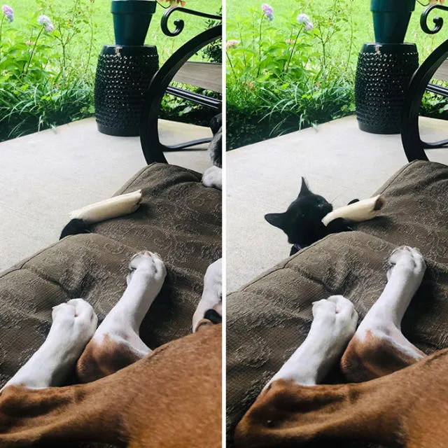 11 Potret Kocak Kucing Lawan Musuh Bebuyutan. Kocheng Udah Nggak Takut Lagi sama Anjing nih! 16
