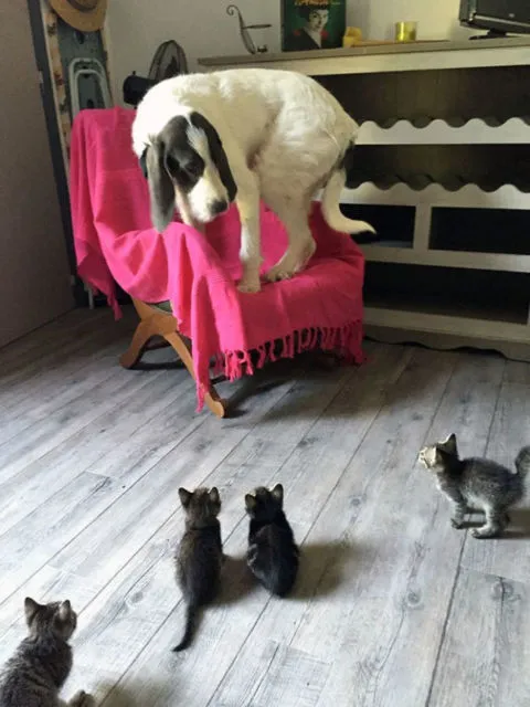 11 Potret Kocak Kucing Lawan Musuh Bebuyutan. Kocheng Udah Nggak Takut Lagi sama Anjing nih! 13