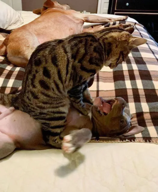 11 Potret Kocak Kucing Lawan Musuh Bebuyutan. Kocheng Udah Nggak Takut Lagi sama Anjing nih! 15