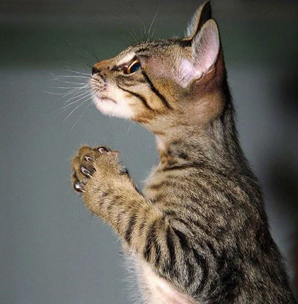 11 Gambar Kucing Taat Beragama. Harusnya Hooman juga Gini dong, Masa Kalah sama Meong? 18