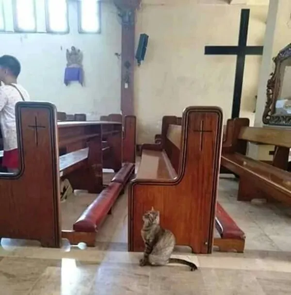 11 Gambar Kucing Taat Beragama. Harusnya Hooman juga Gini dong, Masa Kalah sama Meong? 19