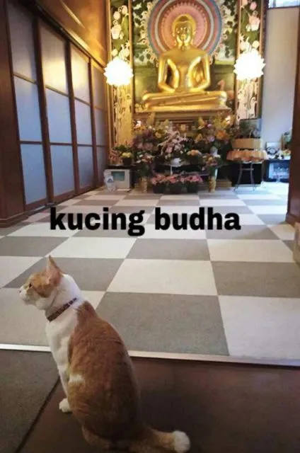 11 Gambar Kucing Taat Beragama. Harusnya Hooman juga Gini dong, Masa Kalah sama Meong? 20