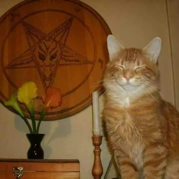 11 Gambar Kucing Taat Beragama. Harusnya Hooman juga Gini dong, Masa Kalah sama Meong? 22