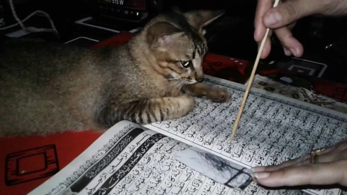 11 Gambar Kucing Taat Beragama. Harusnya Hooman juga Gini dong, Masa Kalah sama Meong? 13