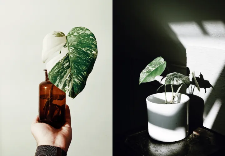7 Jenis Monstera alias Janda Bolong, Tanaman Hias yang Makin Populer. Estetik Banget! 10