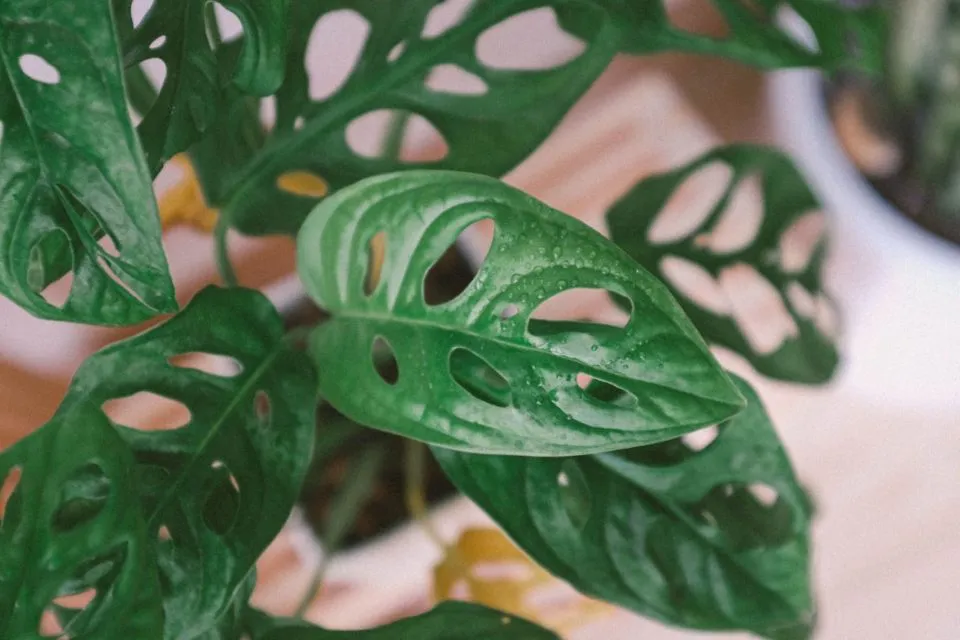 7 Jenis Monstera alias Janda Bolong, Tanaman Hias yang Makin Populer. Estetik Banget! 9