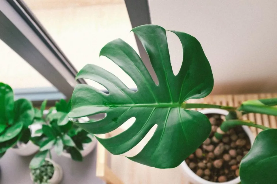 7 Jenis Monstera alias Janda Bolong, Tanaman Hias yang Makin Populer. Estetik Banget! 8