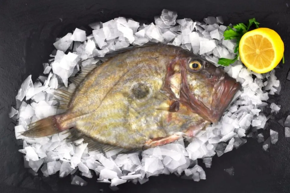 Penjelasan Ikan Dori dan 8 Perbedaan dengan Ikan Patin 12