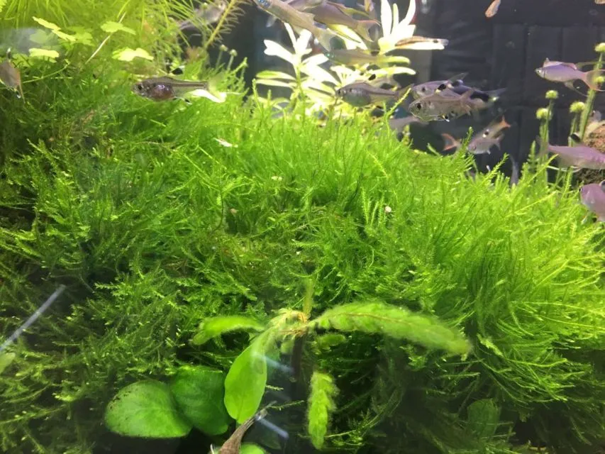 9 Jenis Tanaman Aquascape yang Cocok untuk Ikan Cupang, Bisa Dimakan atau Malah buat Mainan 12