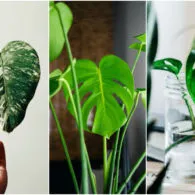 7 Jenis Monstera alias Janda Bolong, Tanaman Hias yang Makin Populer. Estetik Banget!