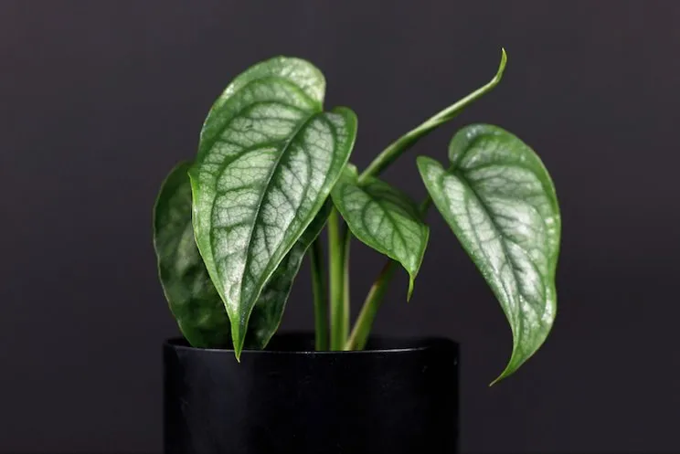 7 Jenis Monstera alias Janda Bolong, Tanaman Hias yang Makin Populer. Estetik Banget! 14