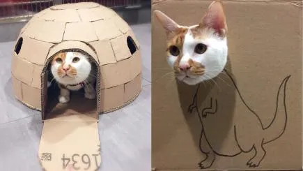 11 Model Singgasana Kocak buat Kucing. Bikinin deh, Biar Makin Berasa Mereka Adalah Majikan Kita~ 18