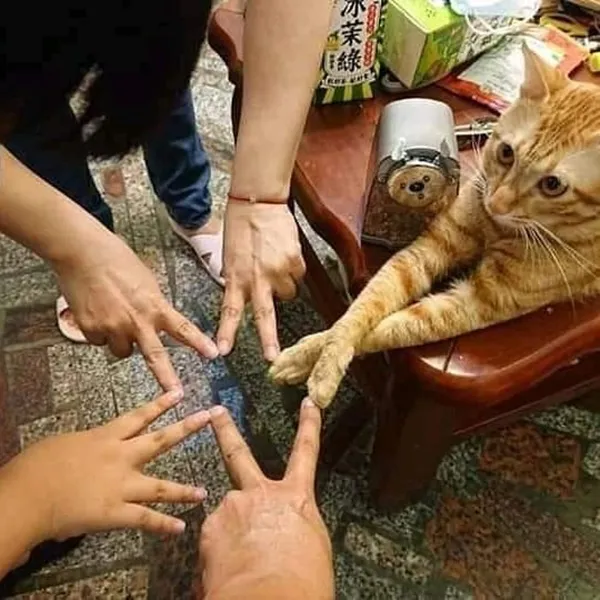 Kelakuan Kocak Kucing Ikut Nimbrung Majikannya Saat Nongkrong. Makanya Nurut, biar Diajak Terus~ 21