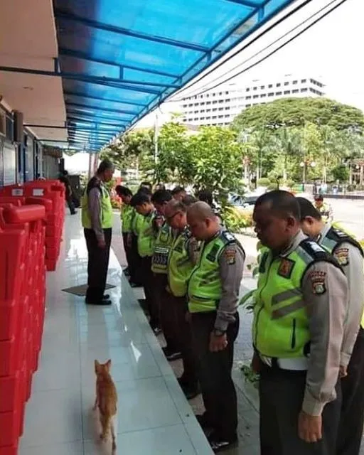 Kelakuan Kocak Kucing Ikut Nimbrung Majikannya Saat Nongkrong. Makanya Nurut, biar Diajak Terus~ 15
