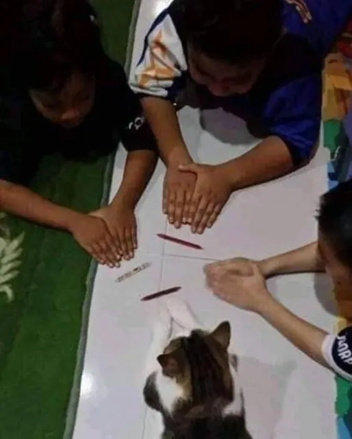 Kelakuan Kocak Kucing Ikut Nimbrung Majikannya Saat Nongkrong. Makanya Nurut, biar Diajak Terus~ 13