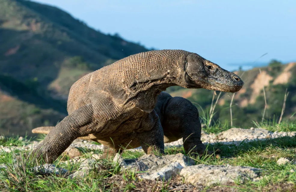 Viral Foto Komodo