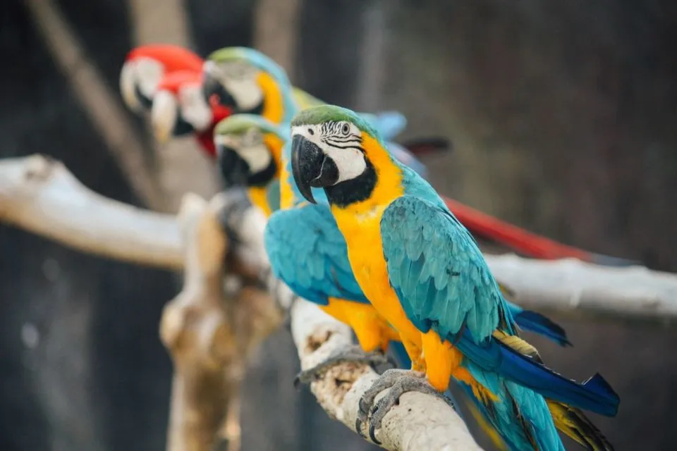 Suka Mengumpat dan Ngomong Kasar, 5 Burung Beo Didepak dari Kebun Binatang di Inggris 3
