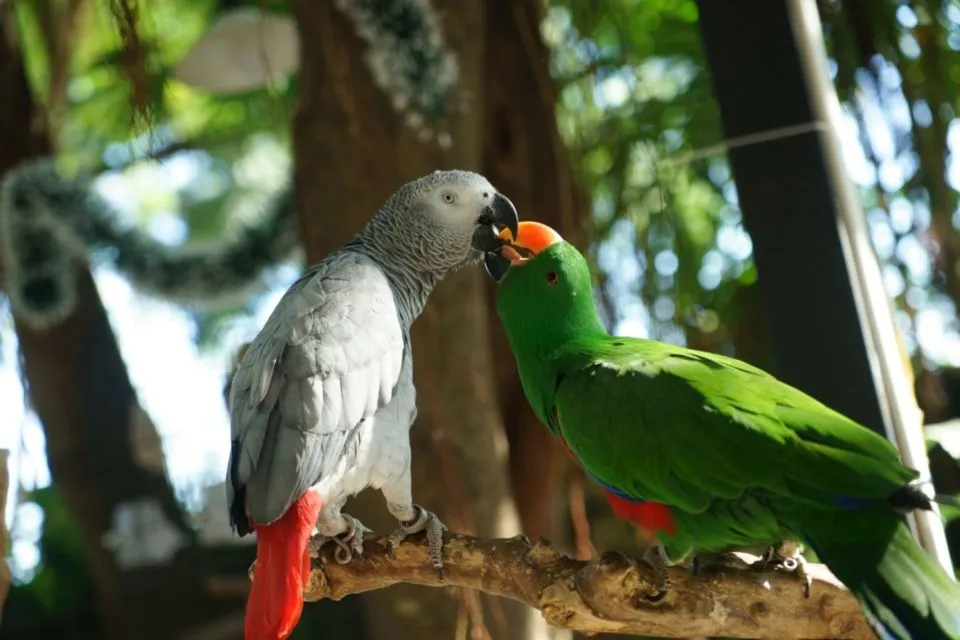 Suka Mengumpat dan Ngomong Kasar, 5 Burung Beo Didepak dari Kebun Binatang di Inggris 4