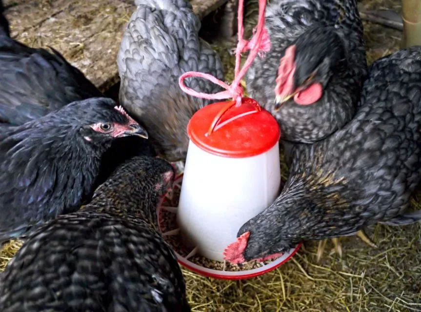 6 Tips Ternak Ayam Kampung Hanya Modal 1 Juta 10