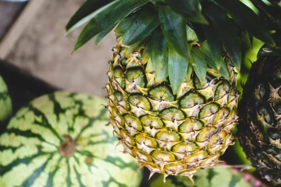 7 Cara Membedakan Nanas Madu dengan Nanas Biasa. Nggak Cukup Dibuktikan dengan Manisnya Saja 10