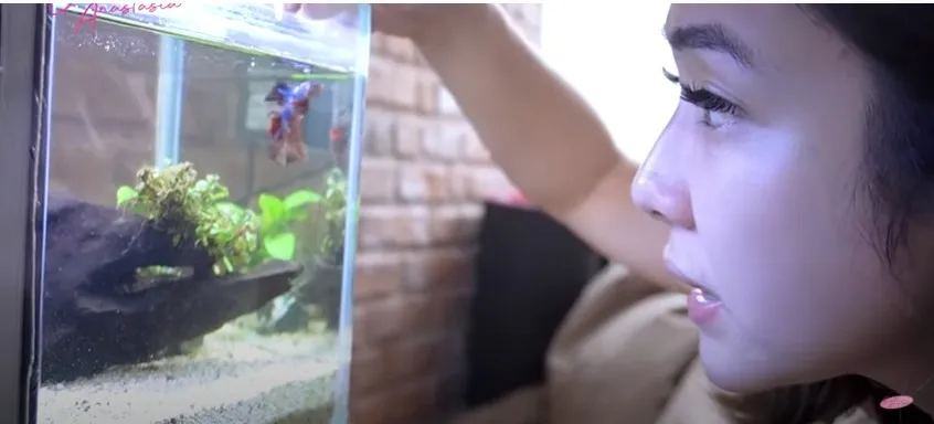 Ketagihan Pelihara Ikan Cupang hingga Koleksinya Capai 80 Ekor, Gisel Dapat Peringatan dari Gempi 3