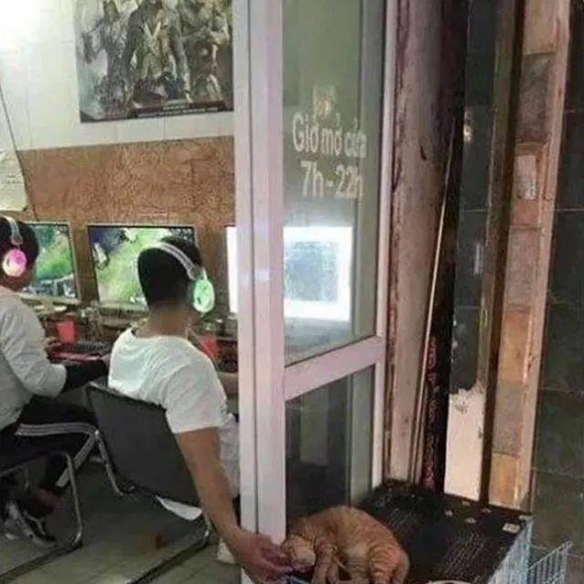Kelakuan Kocak Kucing Ikut Nimbrung Majikannya Saat Nongkrong. Makanya Nurut, biar Diajak Terus~ 20