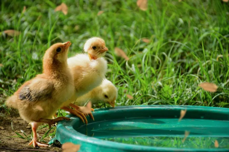 6 Tips Ternak Ayam Kampung Hanya Modal 1 Juta 11