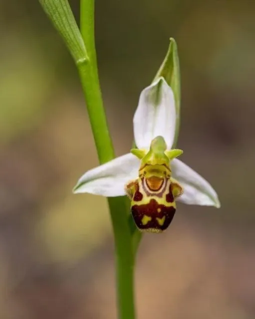 Selain Monstera, 6 Tanaman Ini Juga Memiliki Bentuk Unik dan Nggak Biasa 7