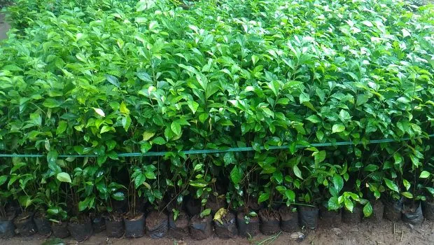6 Jenis Tanaman Pagar yang Tak Hanya Cantik, Tapi Juga Sejuk dan Bikin Halaman Tampak Unik 8