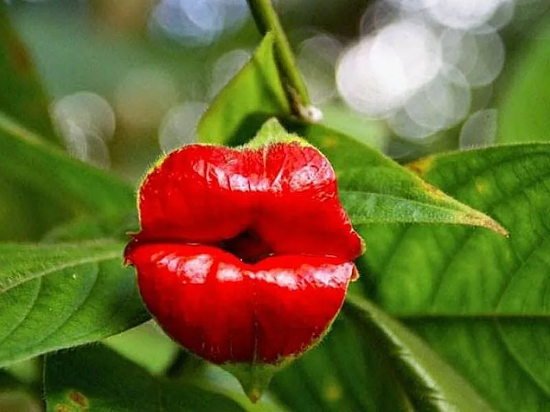 Selain Monstera, 6 Tanaman Ini Juga Memiliki Bentuk Unik dan Nggak Biasa 8