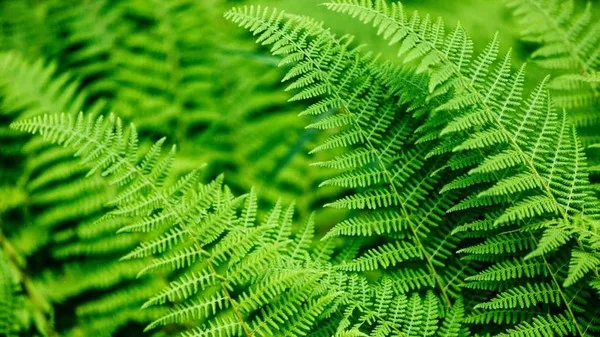 6 Jenis Tanaman Pagar yang Tak Hanya Cantik, Tapi Juga Sejuk dan Bikin Halaman Tampak Unik 12