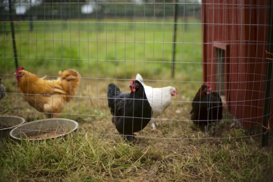 6 Tips Ternak Ayam Kampung Hanya Modal 1 Juta 8