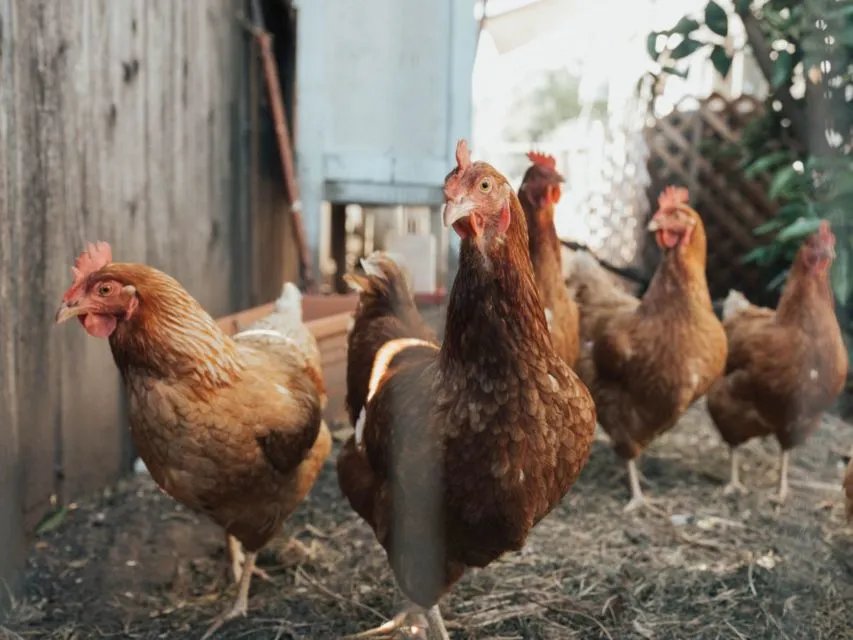 6 Tips Ternak Ayam Kampung Hanya Modal 1 Juta 9