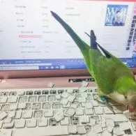 10 Momen Apes yang Terjadi Saat Menggunakan Laptop. Pemiliknya Langsung Waswas Melihat ini