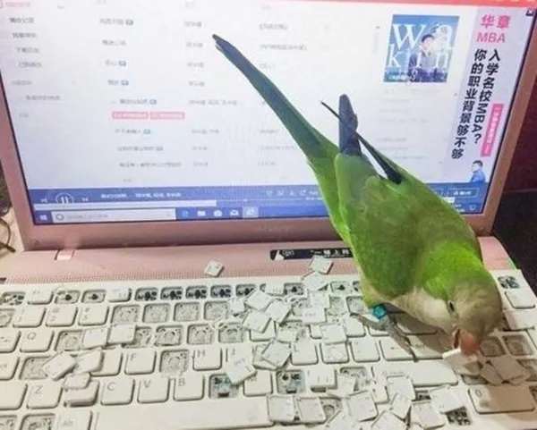 10 Momen Apes yang Terjadi Saat Menggunakan Laptop. Pemiliknya Langsung Waswas Melihat ini 17