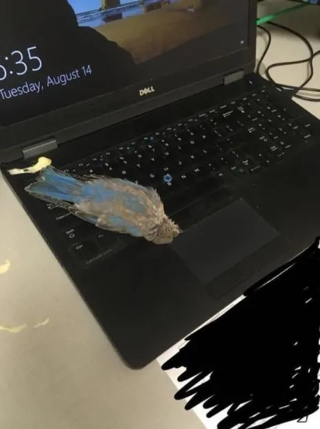 10 Momen Apes yang Terjadi Saat Menggunakan Laptop. Pemiliknya Langsung Waswas Melihat ini 14
