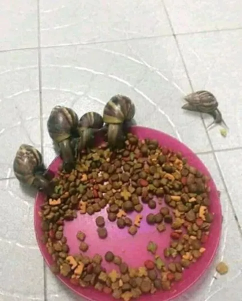 10 Potret Kocak Mukbang Ala Hewan. Ternyata Nggak Cuma Manusia yang Porsi Makannya Banyak~ 14