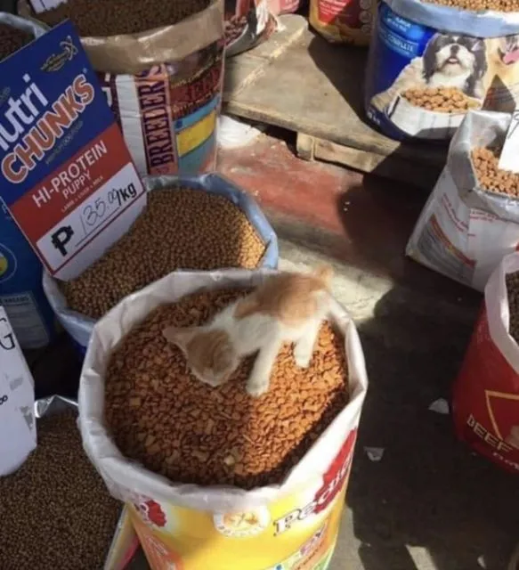 10 Potret Kocak Mukbang Ala Hewan. Ternyata Nggak Cuma Manusia yang Porsi Makannya Banyak~ 12