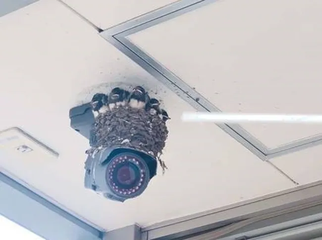 11 Jenis CCTV yang Kelewat Kocak. Maling juga Bakal Bingung Kalau Sistem Keamanannya Gini 17