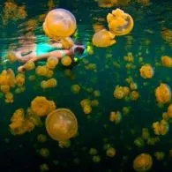#DiIndonesiaAja-Yuk, Intip Keindahan Pulau Memeluk Danau dengan Sejuta Ubur-Ubur